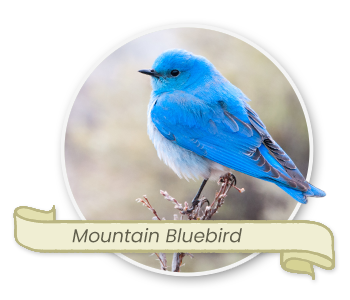 Mountain Bluebird, the Idaho State Bird