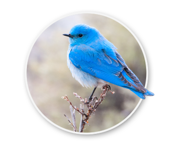 A Mountain Bluebird perched on a small branch. The official state bird of Idaho.