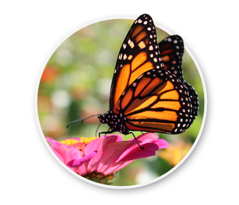 A monarch butterfly standing on a small pink flower. The official state insect of Idaho.