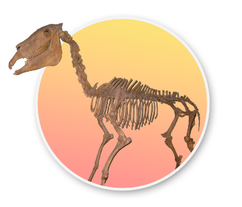 A skeleton of the Hagerman Horse. The official state fossil of Idaho.