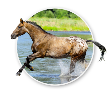 An appaloosa horse running through a river and splashing water. The official state horse of Idaho.