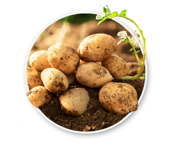 A small pile of potatoes on a dirt mound. The official state vegetable of Idaho.