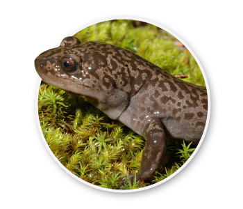 An Idaho Giant Salamander standing in short grass near a river. The official state amphibian of Idaho.