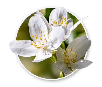 A close up of white syringa flowers. The official state flower of Idaho.