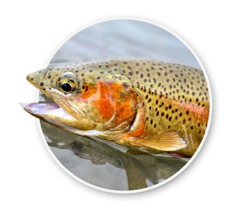 A close up shot of a cutthroat trout out of the water. The official state fish of Idaho.