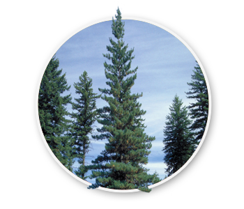 A western white pine tree, the official state tree of Idaho.